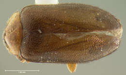 Image of Nyholmia collaris (Guérin-Méneville 1843)