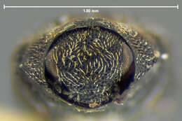 صورة Limnichites nebulosus (Le Conte 1879)