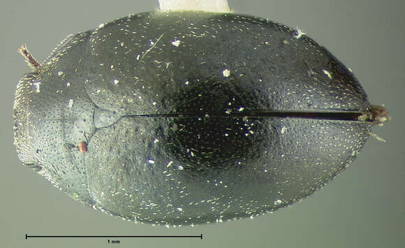 Image of Eulimnichus montanus (Le Conte 1879)