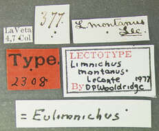 صورة Eulimnichus montanus (Le Conte 1879)