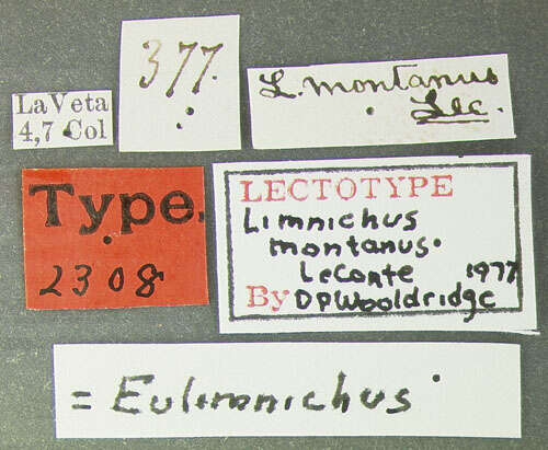 صورة Eulimnichus montanus (Le Conte 1879)