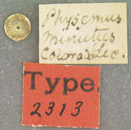 Image of Physemus