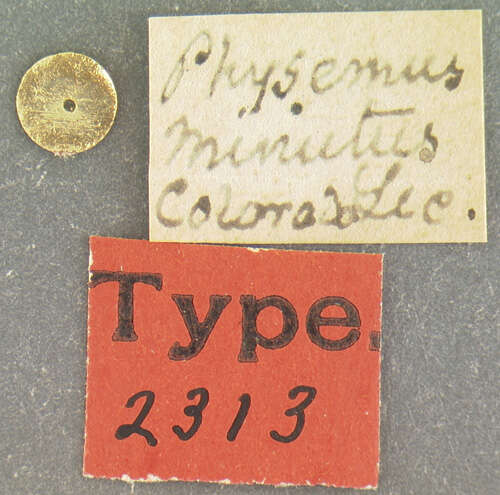 Image of Physemus