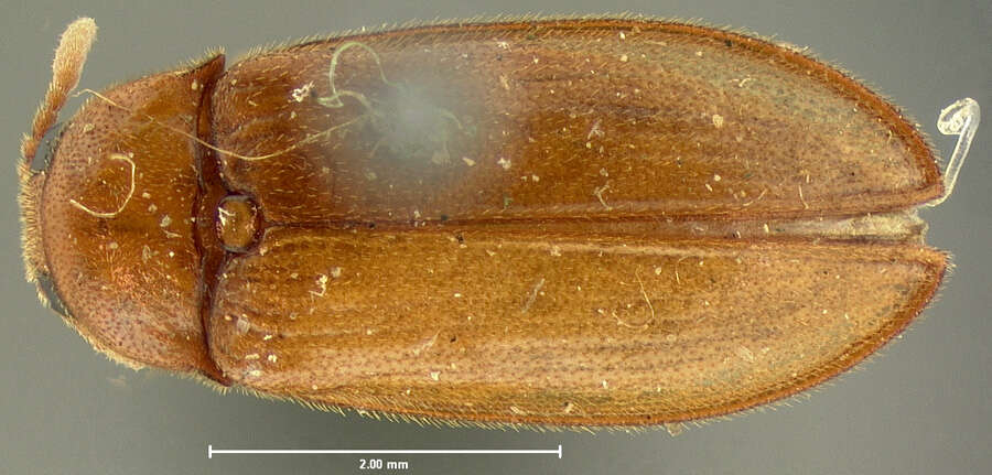 Image de Brachypsectridae