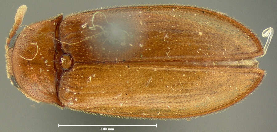 Sivun Brachypsectridae kuva