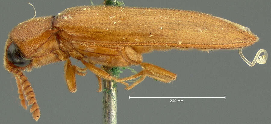 Sivun Brachypsectridae kuva