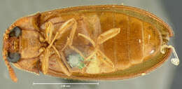 Sivun Brachypsectridae kuva