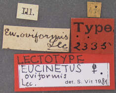 Image of Nycteus oviformis (Le Conte 1866)