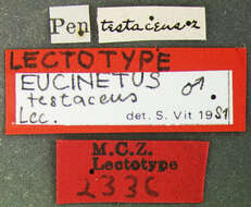 Image of Nycteus testaceus (Le Conte 1866)