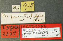 Image of Nycteus punctulatus (Le Conte 1875)