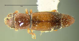 صورة Leptipsius striatus (Le Conte 1858)