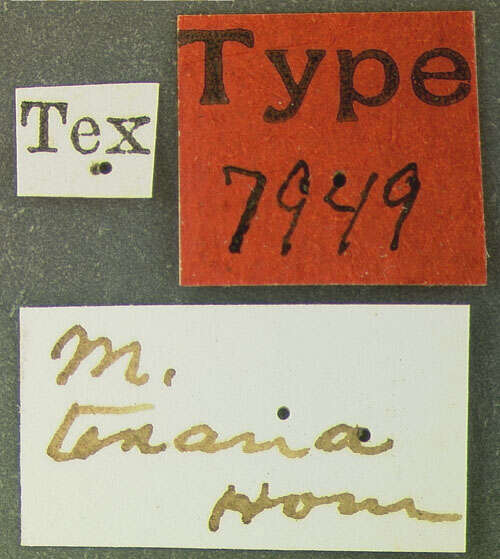 Image of Monotoma texana Horn 1879