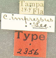 Image of Contacyphon americanus (Pic 1913)