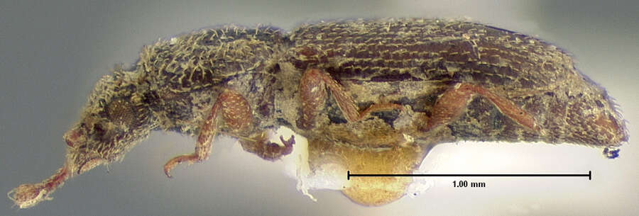 Image de Monotoma bicolor A. Villa & G. Villa 1835