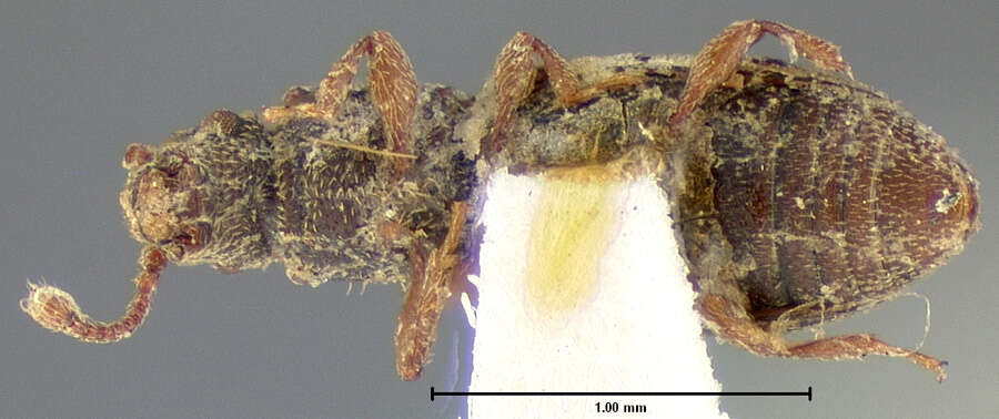 Image de Monotoma bicolor A. Villa & G. Villa 1835