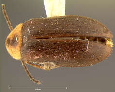 Image of Elodes maculicollis Horn 1880