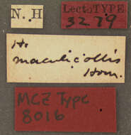 Image of Elodes maculicollis Horn 1880