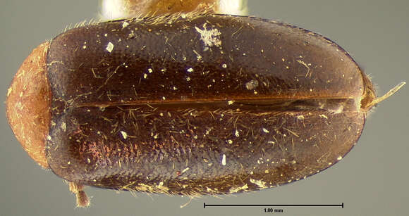 Image de Contacyphon exiguus (Horn 1880)