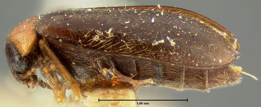 Image of Contacyphon exiguus (Horn 1880)