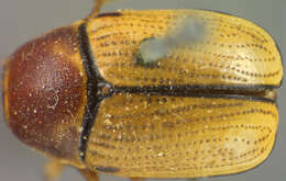 Sivun Cryptocephalus venustus Fabricius 1787 kuva