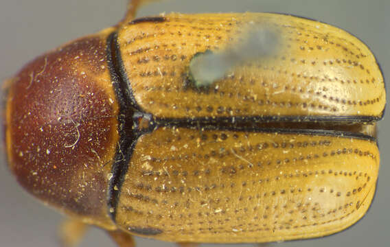 Sivun Cryptocephalus venustus Fabricius 1787 kuva