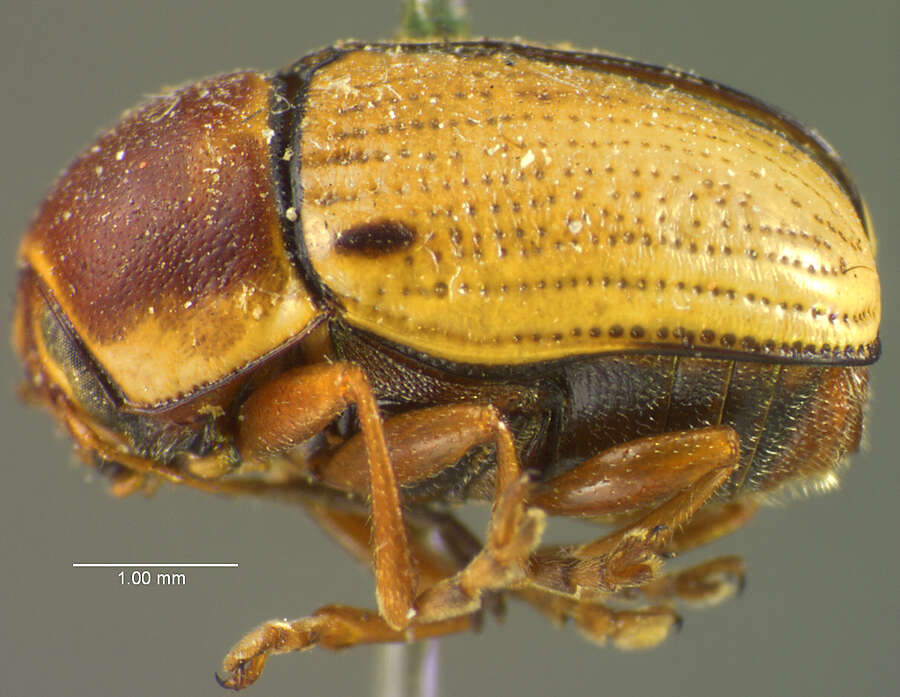 Sivun Cryptocephalus venustus Fabricius 1787 kuva