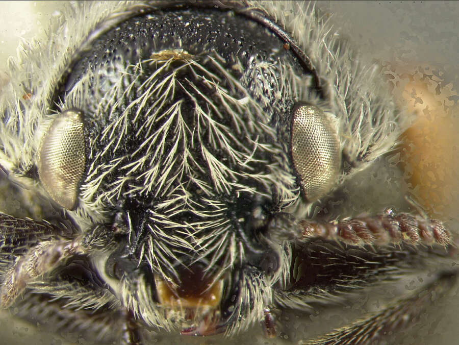 Imagem de <i>Coscinoptera vittigera</i>