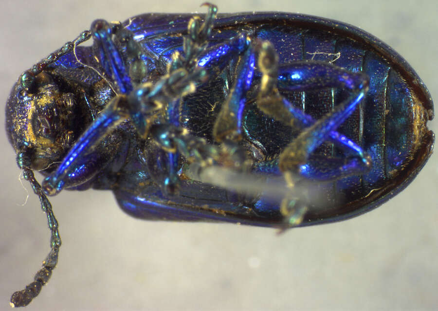 Image of Cobalt Milkweed Beetle