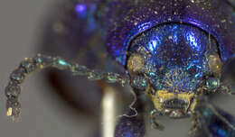 Image of Cobalt Milkweed Beetle