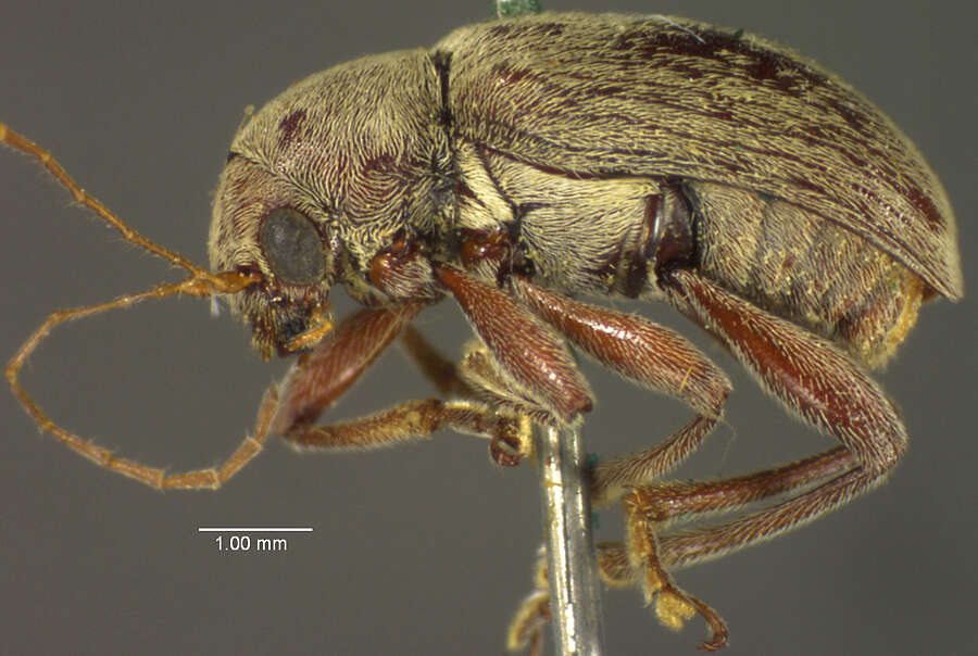 Image of Fidia confusa Strother ex E. Riley, S. Clark & Seeno 2003