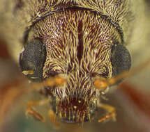 Image of Fidia confusa Strother ex E. Riley, S. Clark & Seeno 2003