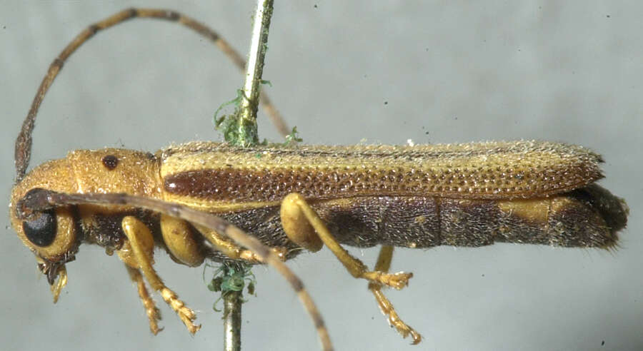 Image of Oberea tripunctata (Swederus 1787)