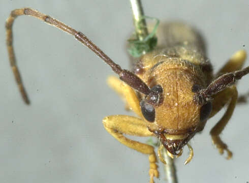 Image of Oberea tripunctata (Swederus 1787)