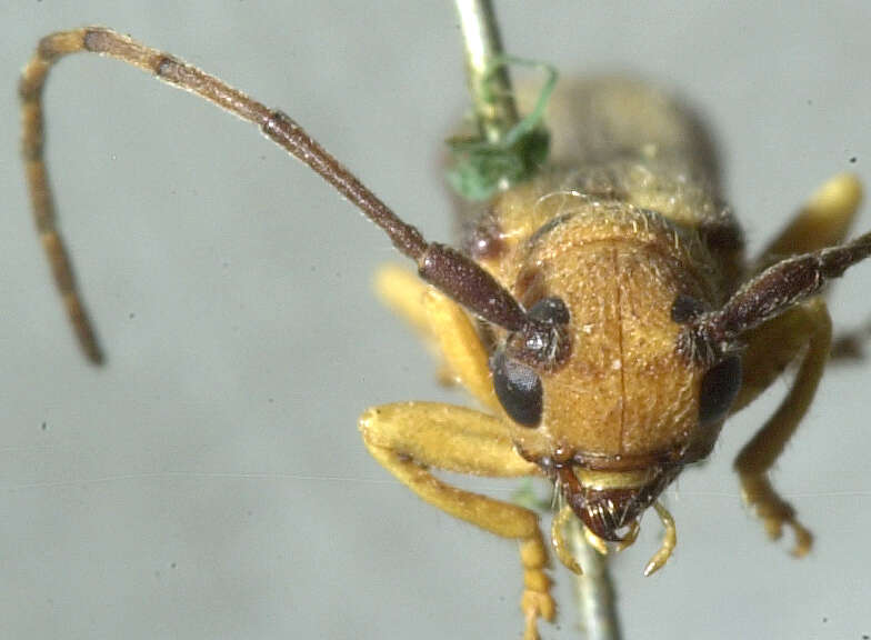 Image of Oberea tripunctata (Swederus 1787)