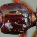 Слика од Schizogenius (Genioschizus) impuncticollis Whitehead 1972