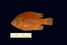 Image of Bantam Sunfish