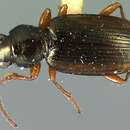 Image of Bembidion (Notaphus) contractum Say 1823