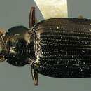 Sivun Bembidion (Odontium) coxendix Say 1823 kuva