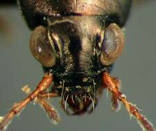 Sivun Bembidion (Odontium) coxendix Say 1823 kuva
