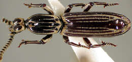 Image of Clinidium (Clinidium) argus R. T. & J. R. Bell 1985