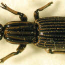 Image of Grouvellina cooperi R. T. & J. R. Bell 1979