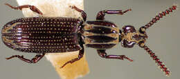 Image of Omoglymmius (Omoglymmius) morditus R. T. & J. R. Bell 1982