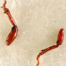 Image of Plesioglymmius (Ameroglymmius) compactus R. T. & J. R. Bell 1979
