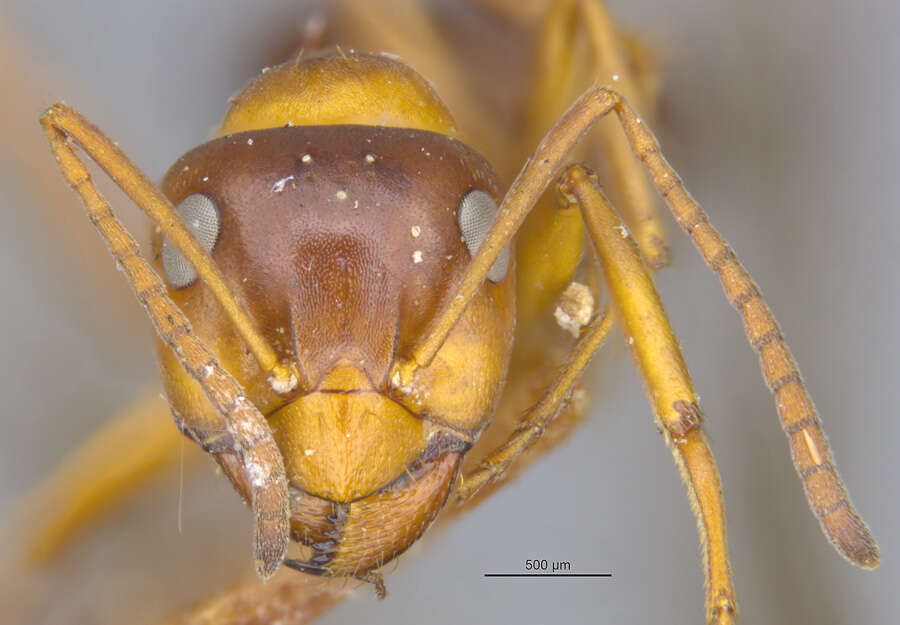 Image of Formica subpolita Mayr 1886