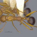 Image of Aphaenogaster boulderensis smithi Gregg 1949