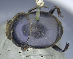 Image of Scarab beetle