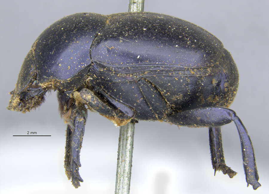 Image of Scarab beetle