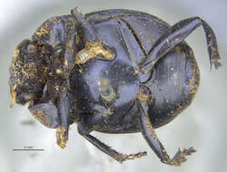 Image of Scarab beetle