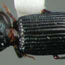 Слика од Schizogenius (Genioschizus) crenulatus chiapatecus Whitehead 1972