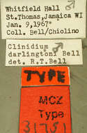 Image of Clinidium (Tainoa) darlingtoni R. T. Bell 1970